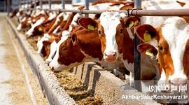 تب برفکی، گزارش‌های جعلی و پیامدهای سیاسی و اقتصادی ناکارآمدی مدیریت