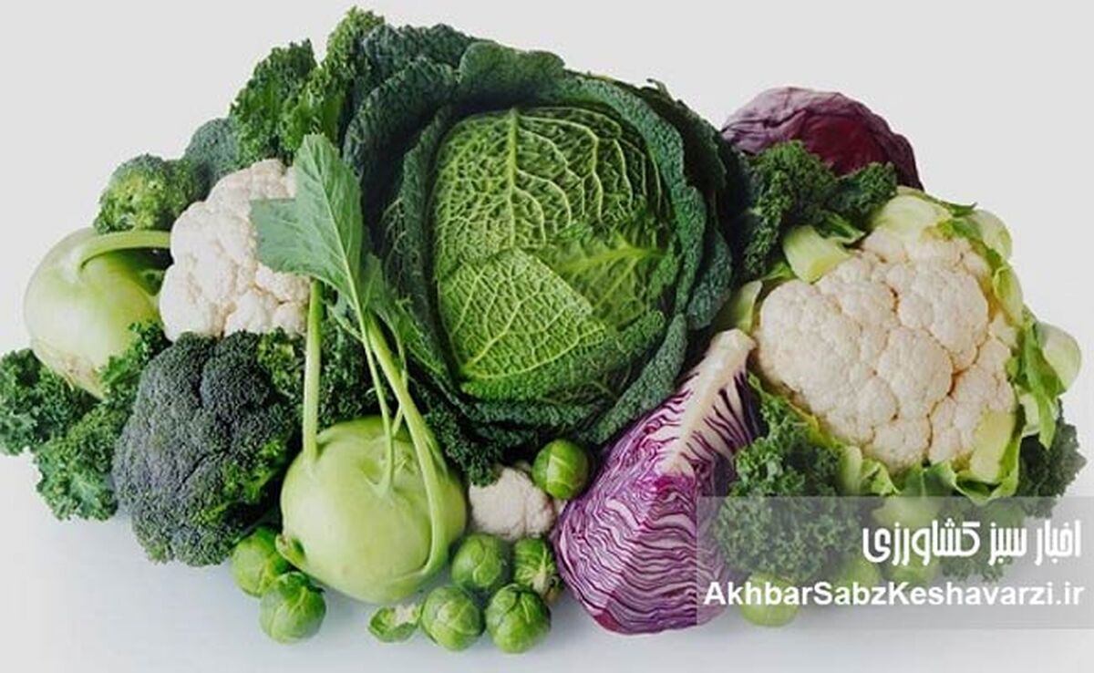 چربی شکمی با این سبزیجات معجزه‌آسا آب می‌شود | راهنمای جامع تغذیه