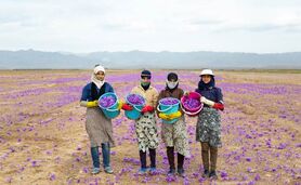 ابتلای زعفران ایرانی به بیماری پسته و فرش

