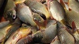 قیمت انواع ماهی ۲۳ بهمن ۱۴۰۲

