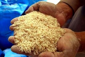 واردات 120 هزار تن برنج خارجی به کشور

