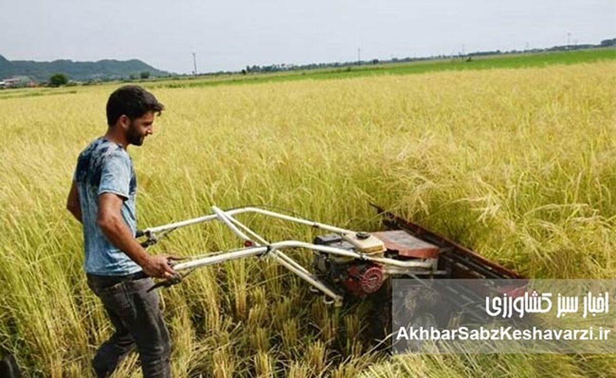 فارغ‌التحصیلان کشاورزی، بیکار؛ مزارع کشور، سنتی