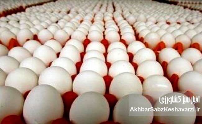 قیمت جدید هر شانه تخم‌مرغ اعلام شد؛ کاهش در بازار

