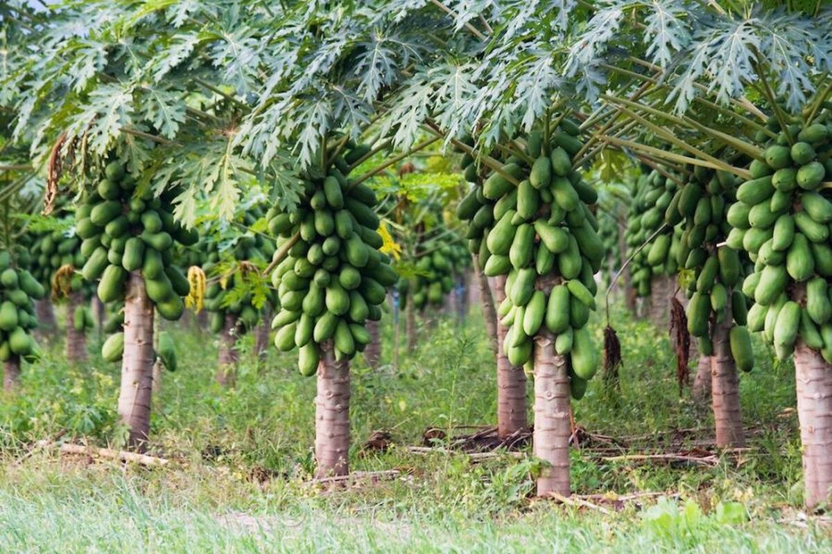 توسعه کشت میوه‌های استوایی در گلخانه‌های شمال کشور