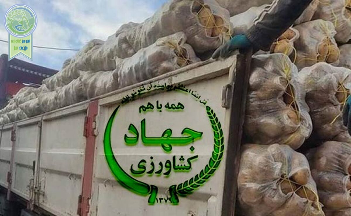 فساد در واردات سیب‌زمینی با ارز دولتی؛ پای سودهای نجومی در میان است
