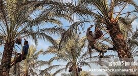 دروازه‌های صادرات بسته شد؛ خرمای جهرم در انبارها ماند