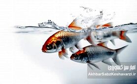 سورتینگ ماهی؛ راز رشد یکنواخت و کاهش تلفات در پرورش ماهی