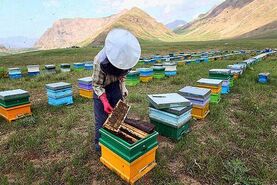چند توصیه مهم برای مدیریت بهداشتی کلنی‌های زنبورعسل