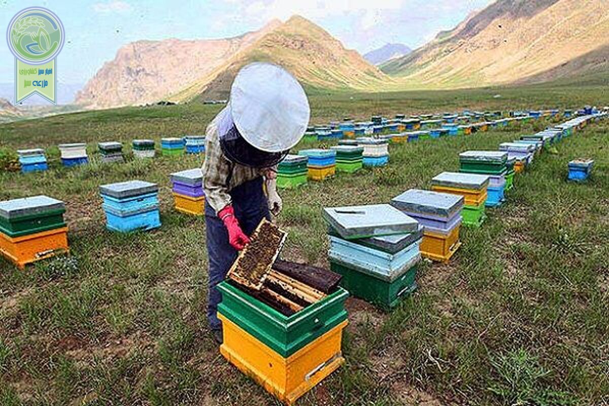 چند توصیه مهم برای مدیریت بهداشتی کلنی‌های زنبورعسل
