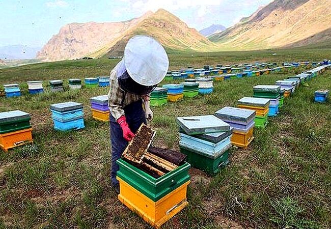 چند توصیه مهم برای مدیریت بهداشتی کلنی‌های زنبورعسل