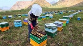 مرگ خاموش در کندوها؛ آفت‌کش‌های کشاورزی چگونه امنیت غذایی را تهدید می‌کنند؟