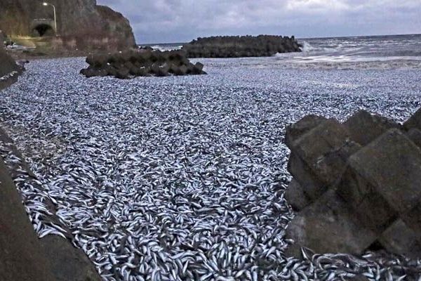 ماجرای تلف شدن هزاران ماهی ساردین در ساحل گناوه چیست؟+فیلم

