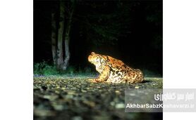 راز یک گونه نادر در النگدره؛ چرا «وزغ هیرکانی» برای طبیعت حیاتی است؟