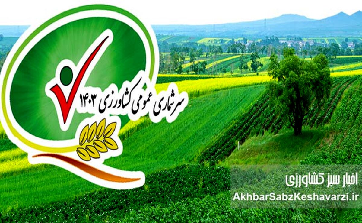 حاشیه‌ای بر گزارش سرشماری کشاورزی 1403: افزایش سطح کشت گندم و چالش‌های پایداری تولید