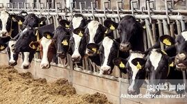 بحران تب برفکی؛ از قصور مدیریتی تا تهدید امنیت غذایی