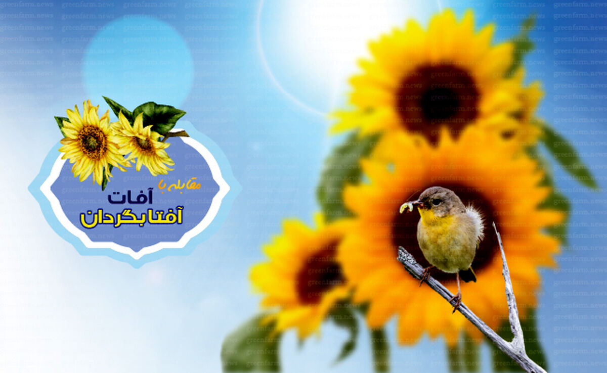 مقابله با آفات آفتابگردان

