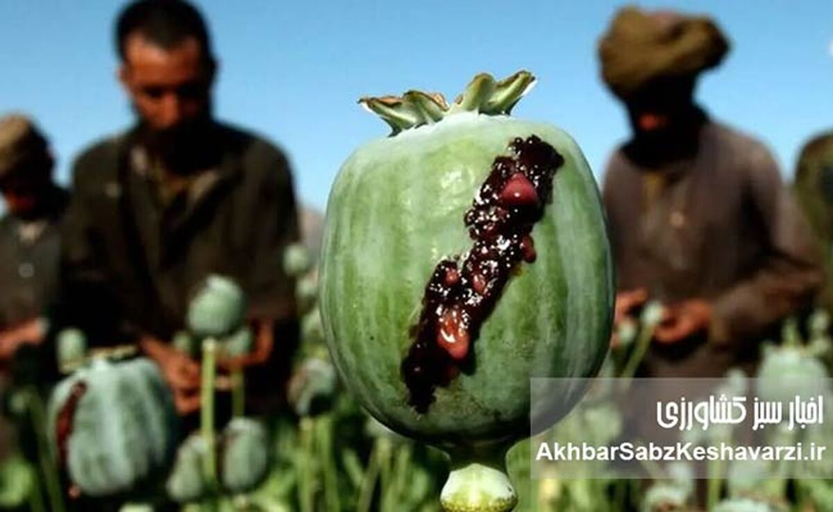 دسترسی آسان شربت تریاک؛ از داروخانه تا ناصرخسرو!
