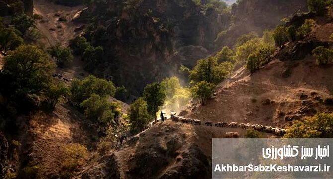 از متهمان بیابان‌زایی تا حافظان مرتع؛ نقش دامداری کوچ‌رو در احیای طبیعت
