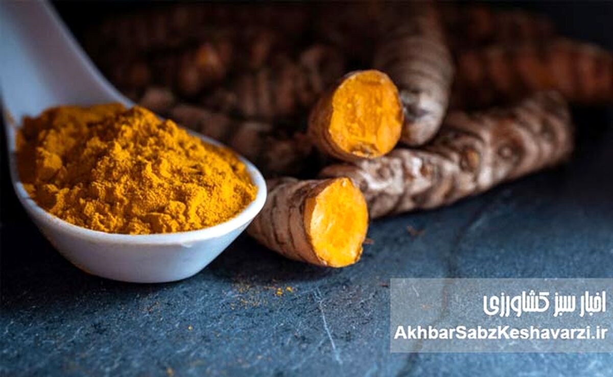 راز یک ادویه طلایی: آیا زردچوبه کلید مبارزه با کبد چرب و دیابت نوع ۲ است؟