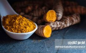 راز یک ادویه طلایی: آیا زردچوبه کلید مبارزه با کبد چرب و دیابت نوع ۲ است؟