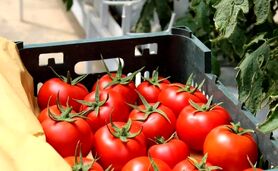 کاهش ۵۰ درصدی قیمت گوجه فرنگی در ۱۰ روز آینده

