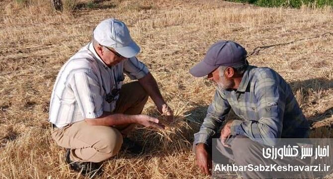 آموزش چهره‌به‌چهره در مزرعه؛ وقتی بقایای گیاهی سپر خاک می‌شوند+ویدئو