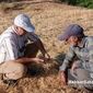 آموزش چهره‌به‌چهره در مزرعه؛ وقتی بقایای گیاهی سپر خاک می‌شوند+ویدئو