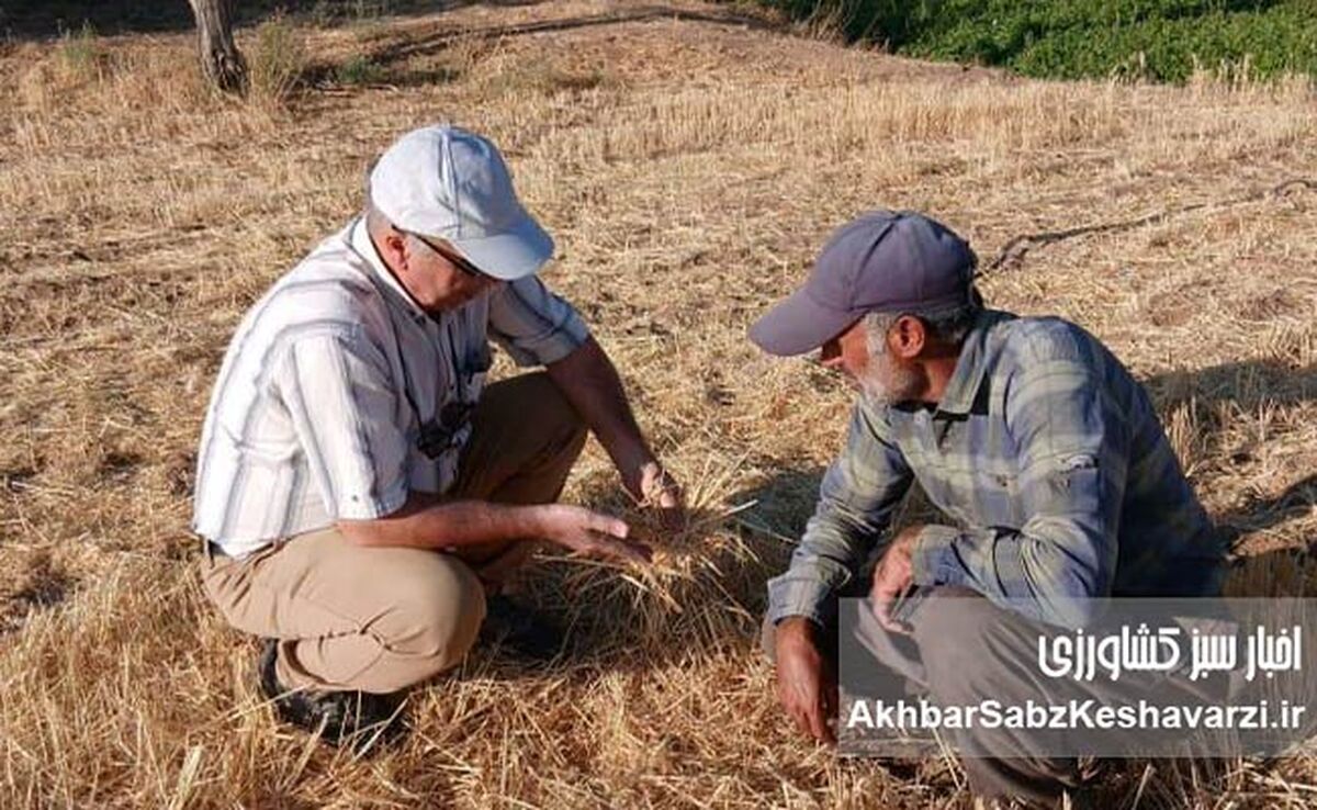 آموزش چهره‌به‌چهره در مزرعه؛ وقتی بقایای گیاهی سپر خاک می‌شوند+ویدئو