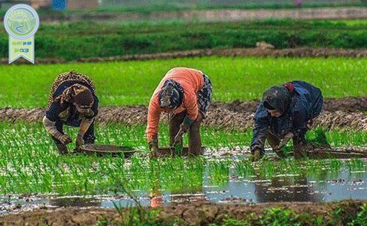 آغاز انجام شخم‌زنی اولیه در ۴۵ درصد اراضی شالیزاری گیلان

