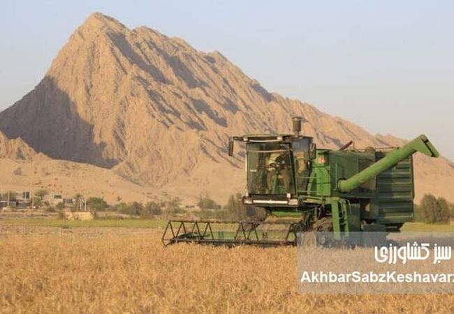 تولید گندم قربانی سوءمدیریت، حاشیه‌سازی و حمایت از مدیران اختلاسگر دارای محکومیت‌های قضایی
