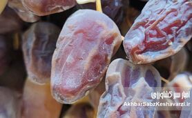 خرمای کبکاب؛ محصولی ارزشمند با قیمتی ناعادلانه