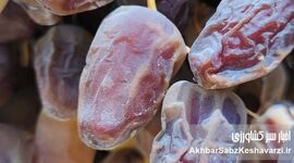 خرمای کبکاب؛ محصولی ارزشمند با قیمتی ناعادلانه
