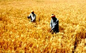 ۵ استان صدرنشین در لیگ برتر خرید تضمینی گندم

