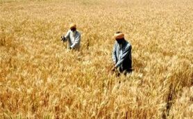 ۵ استان صدرنشین در لیگ برتر خرید تضمینی گندم

