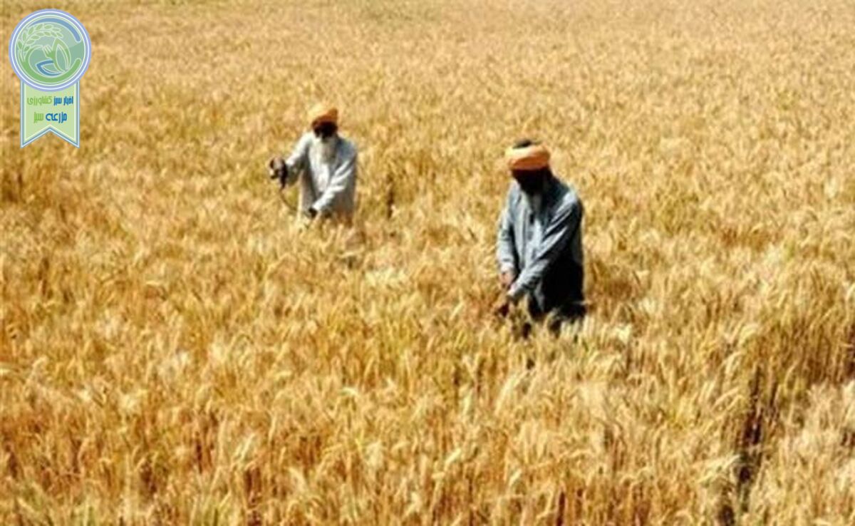 ۵ استان صدرنشین در لیگ برتر خرید تضمینی گندم

