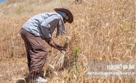 نرخ جدید خرید تضمینی گندم برای سال زراعی ۱۴۰۵ اعلام شد: افزایش ۴۴ درصدی قیمت