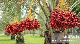 چرا نخل، بهترین انتخاب برای کشاورزی در جنوب فارس است؟
