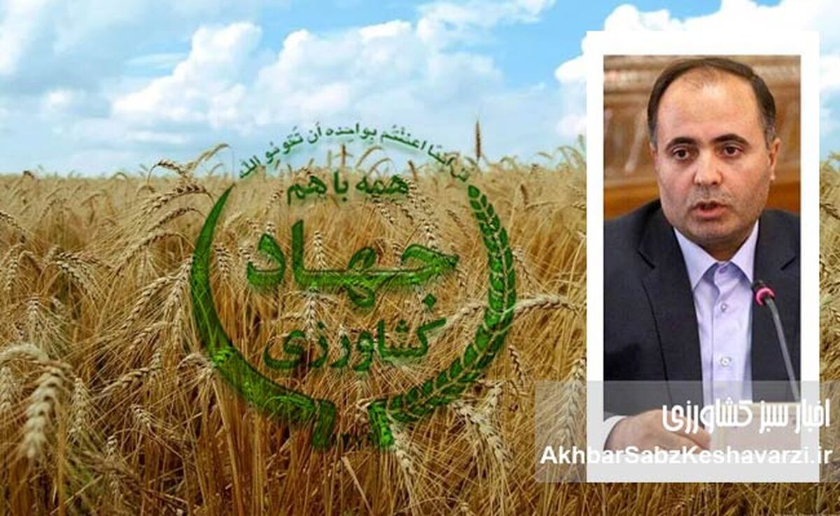 کاهش ۴ میلیون تنی تولید گندم: نتیجه یک سال مدیریت قزلجه بستان‌آبادی