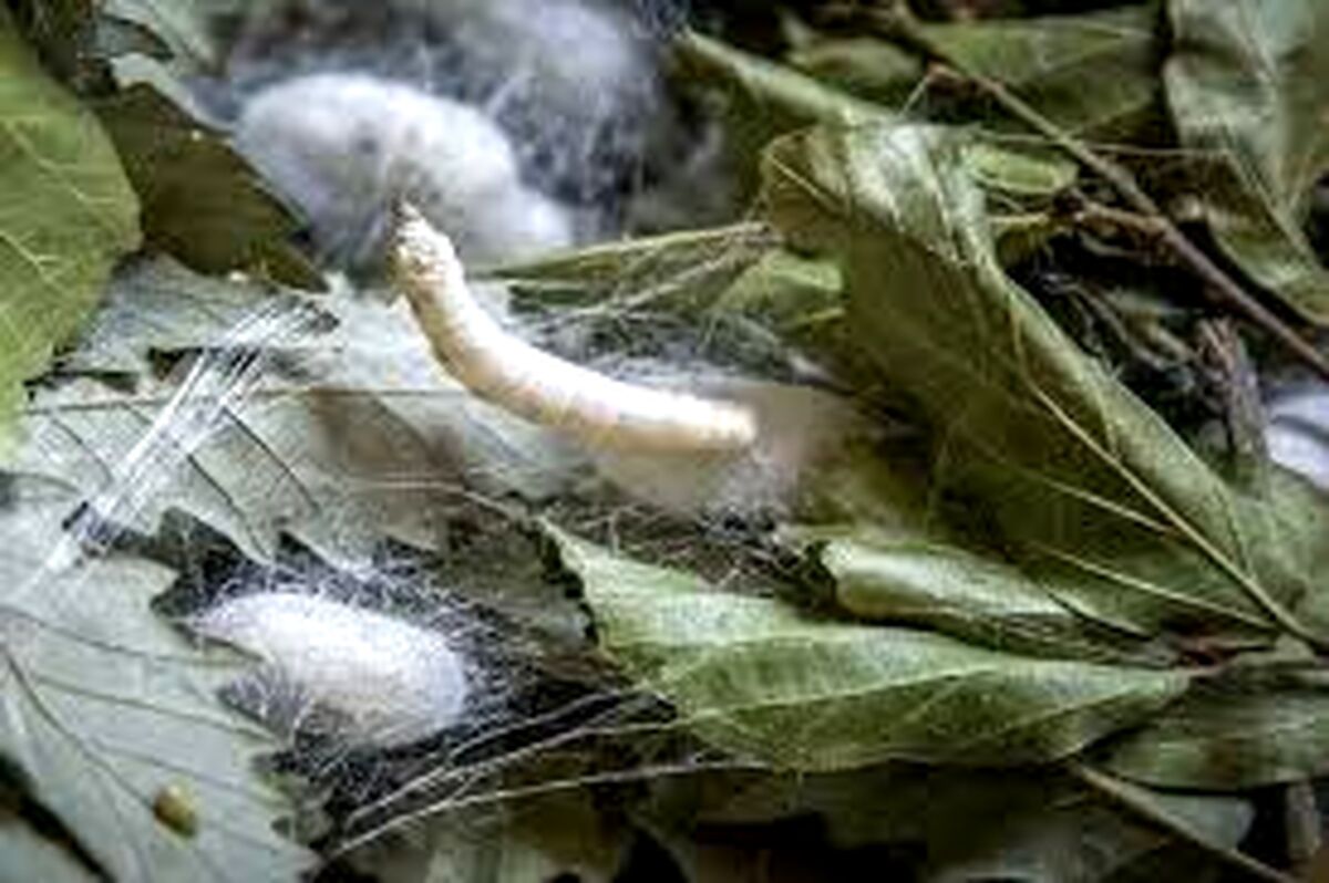 گیلان، پایتخت درخشان ابریشم ایران؛ سفری به قلب نوغانداری در لنگرود و صومعه‌سرا