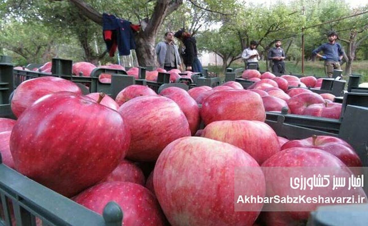 سیب ایران، خوش‌طعم اما ارزان!