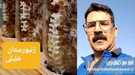 وزارت جهاد کشاورزی باید بیماری‌های زنبور عسل را جدی بگیرد