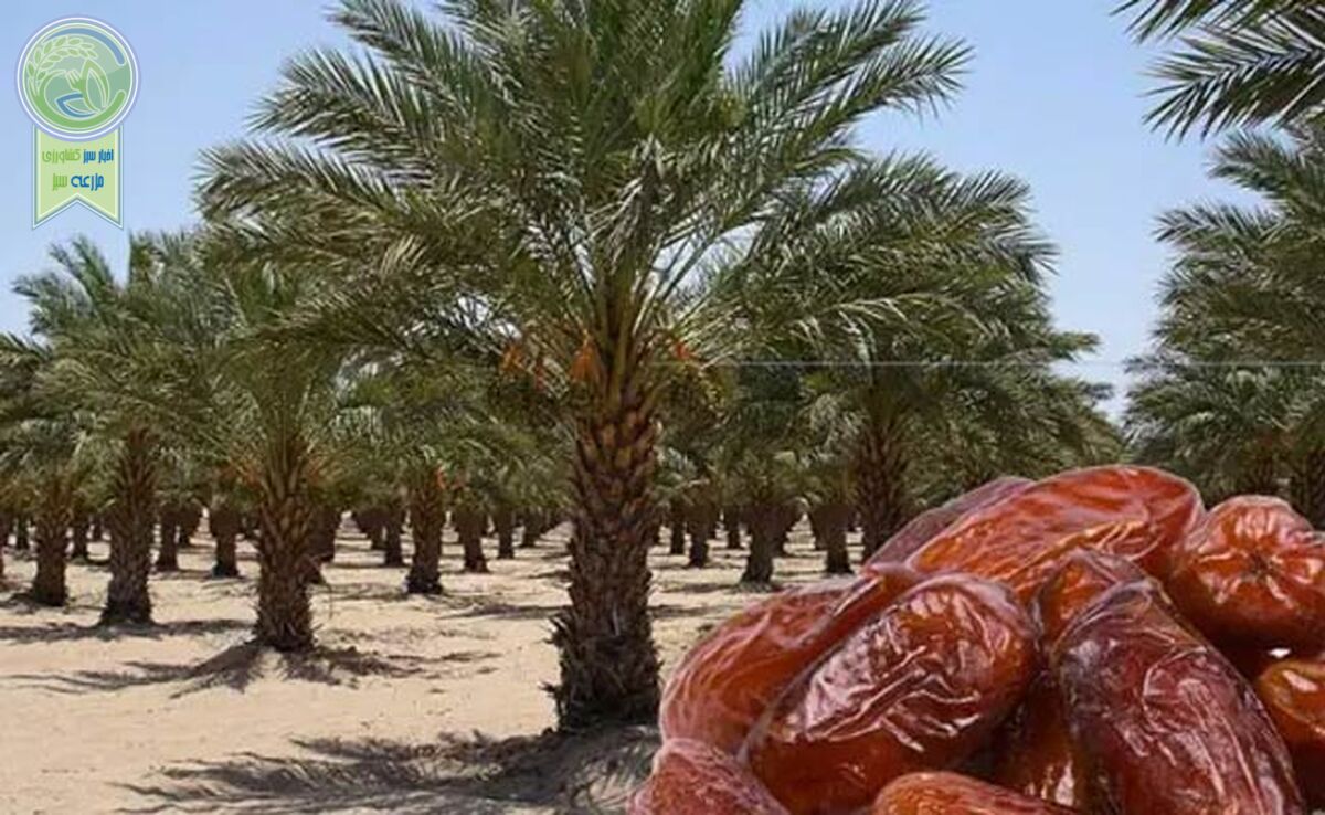 ۳۰۰ میلیون دلار ارزآوری صادرات خرما برای کشور

