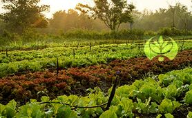 عدم تخصیص ارز برای واردات مواد اولیه کود 