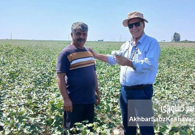 پنبه‌ای که از دل بقایای گندم رویید؛ روایت موفق یک کشاورز پیشرو در گلستان+ویدئو