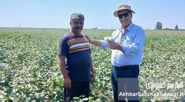 پنبه‌ای که از دل بقایای گندم رویید؛ روایت موفق یک کشاورز پیشرو در گلستان+ویدئو