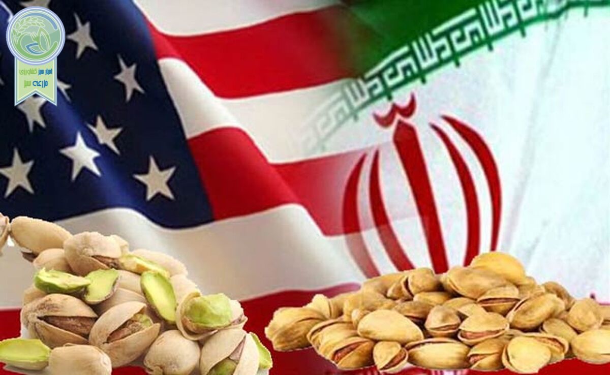 تولید و صادرات پسته آمریکا ۴ برابر ایران شد

