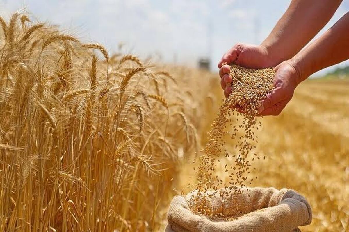چالش‌های کشت گندم؛ افزایش ۷ برابری قیمت کودهای شیمیایی