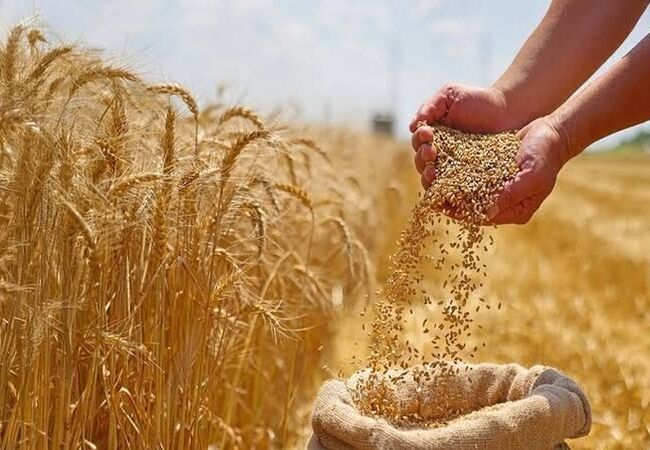 چالش‌های کشت گندم؛ افزایش ۷ برابری قیمت کودهای شیمیایی