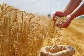 هشدار دیوان محاسبات درباره تأخیر در پرداخت مطالبات گندم‌کاران