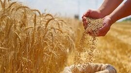 شتاب در پرداخت مطالبات گندم‌کاران؛ واریز بیش از ۱۱ هزار میلیارد تومان با عاملیت بانک کشاورزی
